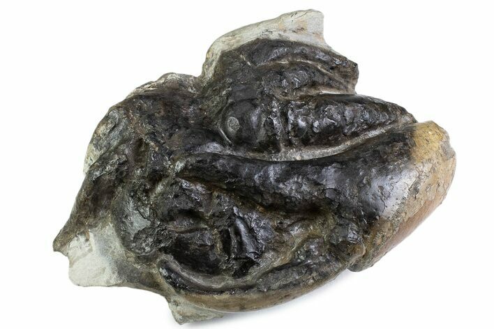 Eocene Fossil Crab (Pulalius) Cheliped - Washington State #375375